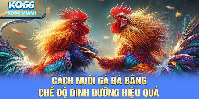 Cách nuôi gà đá bằng chế độ dinh dưỡng hiệu quả