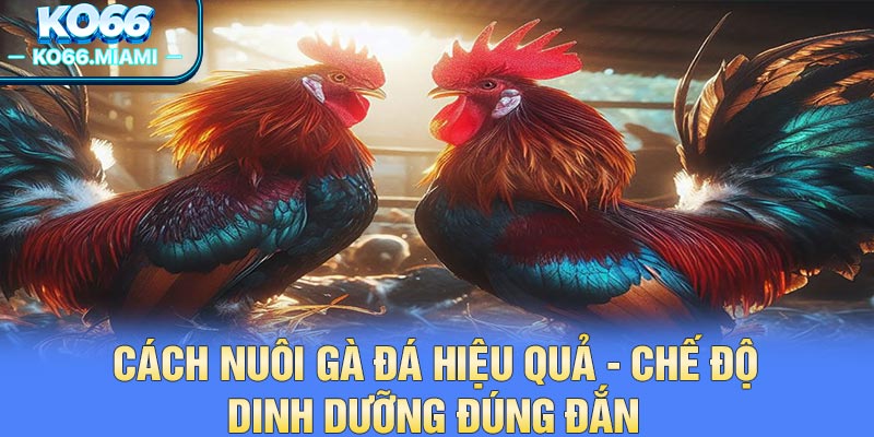Cách Nuôi Gà Đá Hiệu Quả - Chế Độ Dinh Dưỡng Đúng Đắn