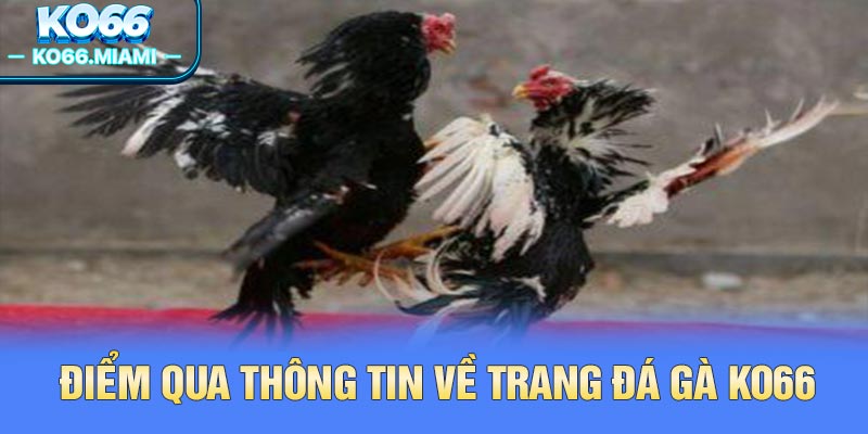 Điểm qua thông tin về trang đá gà KO66