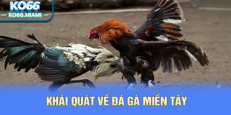 Khái quát về đá gà miền Tây