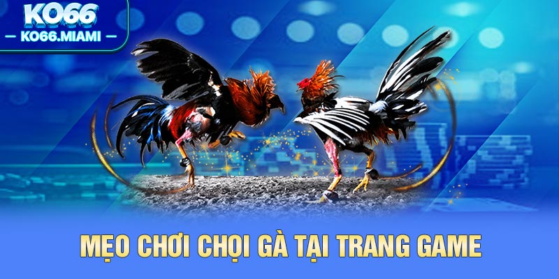 Mẹo chơi chọi gà tại trang game