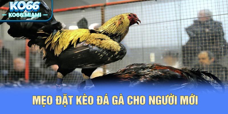 Mẹo đặt kèo đá gà cho người mới